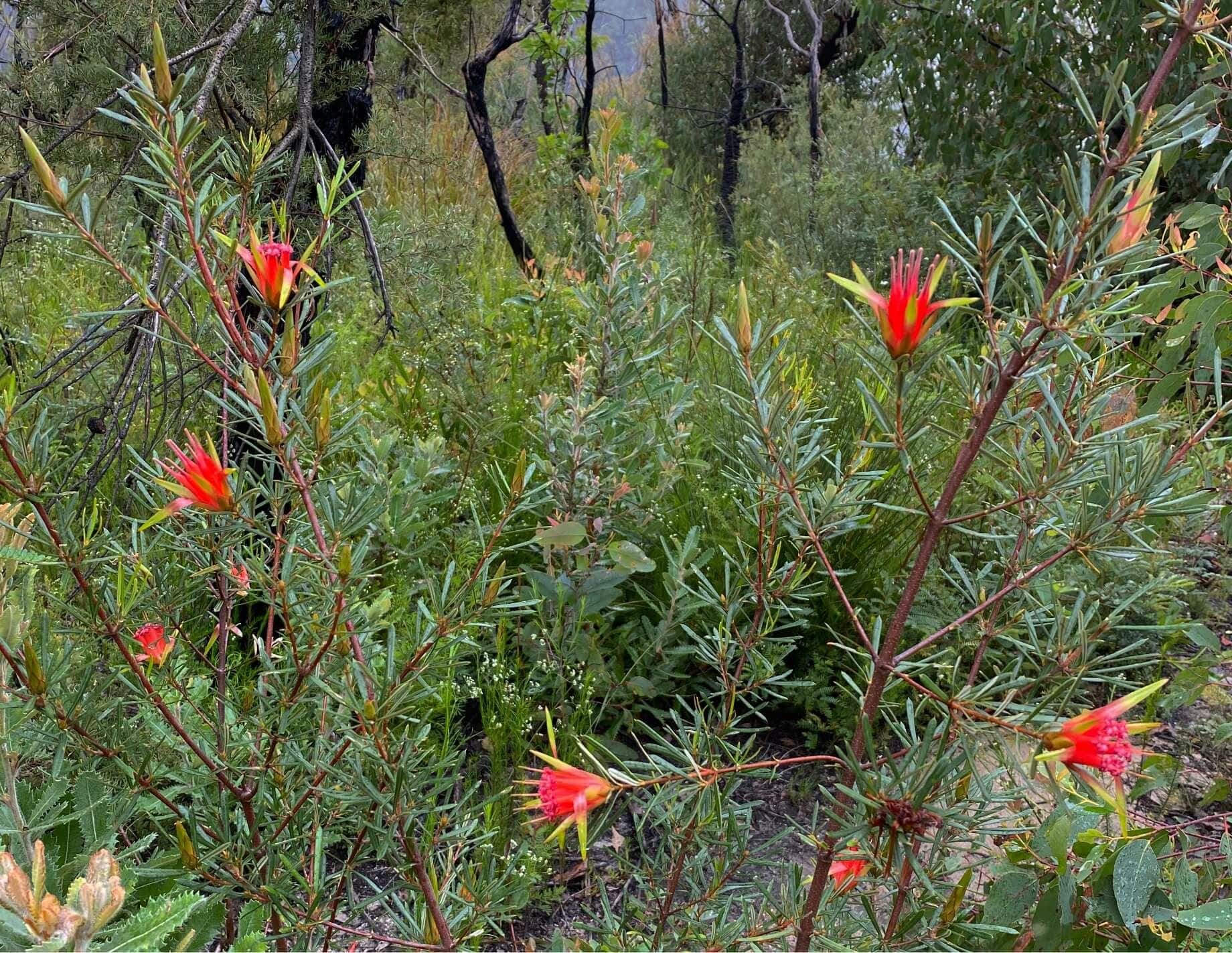 Blue Mountains Wild Plant Rescue